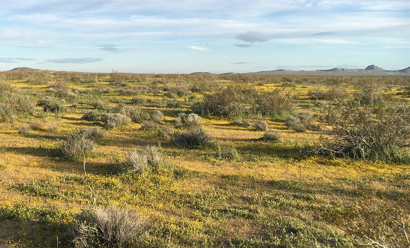 2.52 Acres – Kern County, CA - Buy The Dirt, Keep The Change!